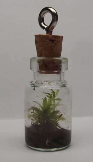 Miniature terrarium