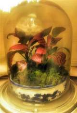 A Cloche Terrarium