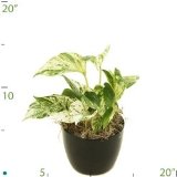 Pothos