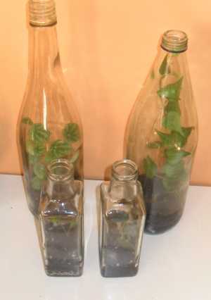 Glass bottle terrariums