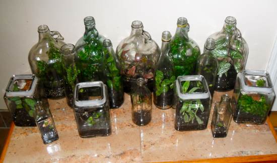 Pictures Of Terrariums Made From Soda Bottles 107