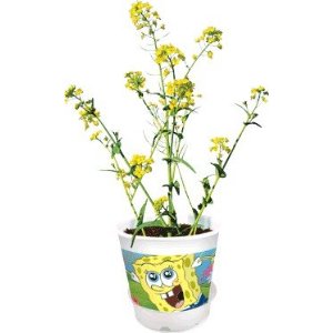 Spongebob terrarium plant