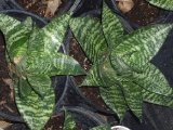 Dwarf Sansevieria