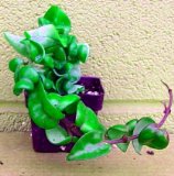 Hindu Rope Plant