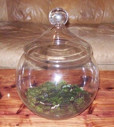 A moss terrarium inside a jar