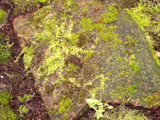 Moss and ferns on a rock