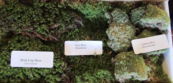 Types of mosses