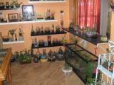 The terrarium Room