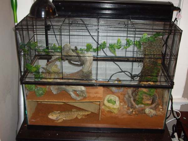 The bearded dragon in its cage