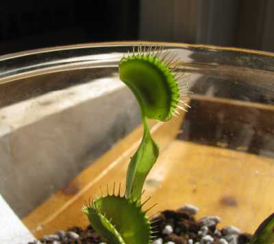 A venus fly trap