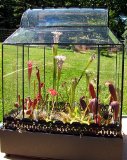 Wardian case for Carnivorous plants