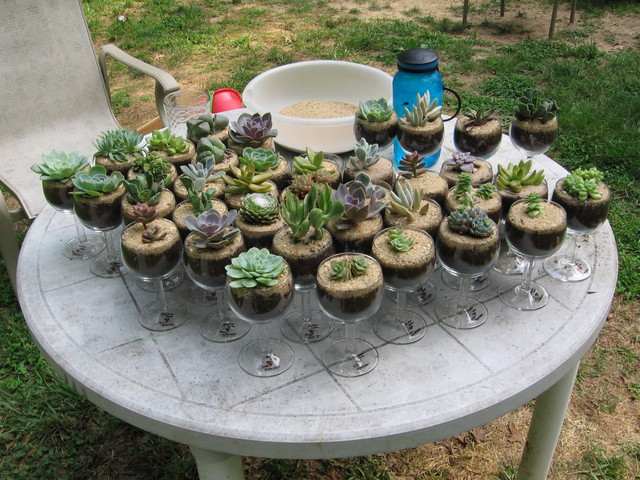 A Wine Glass Terrarium