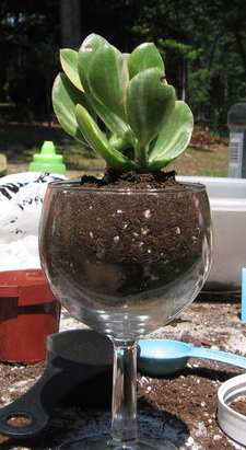 a Basic Wine Glass Terrarium