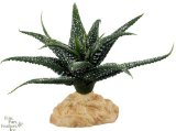 Succulent for a terrarium