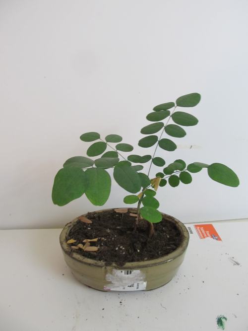 Young bonsai tree