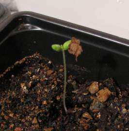 Bonsai seedling