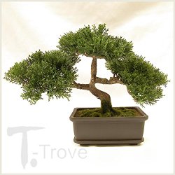 Artificial Japanese Cedar Bonsai Tree