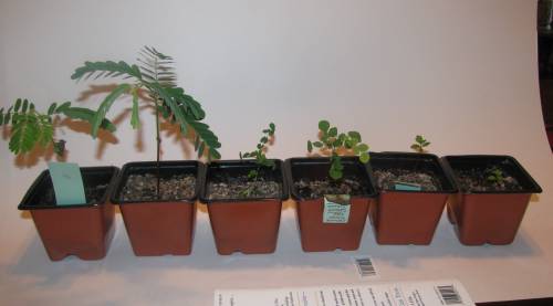 Various young bonsai trees