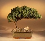 Juniper Bonsai