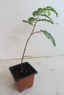 One year old tamarind