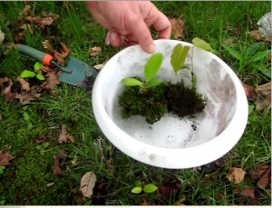 seedlings and root balls