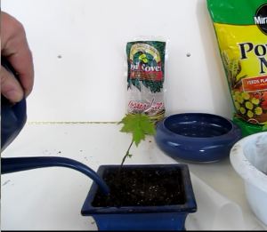 watering a bonsai