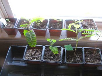 Bonsai in the window