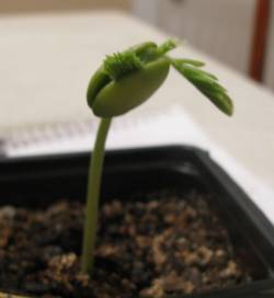 Bonsai sprout