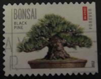 Bonsai Stamp