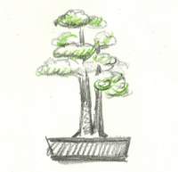 Bonsai illustration