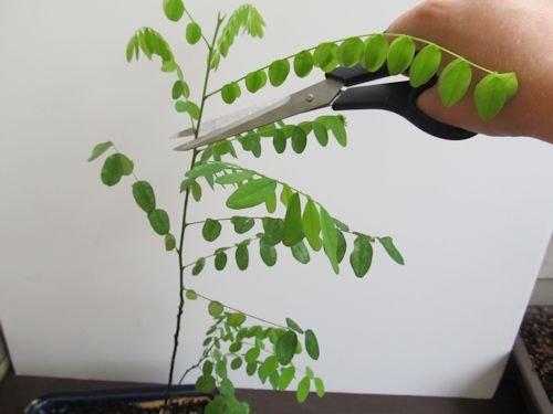 Trimming a Young Bonsai 