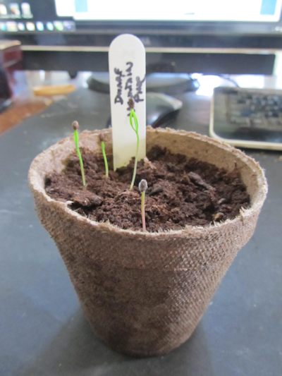 The seedlings, red maple