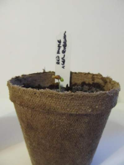 Red maple seedling