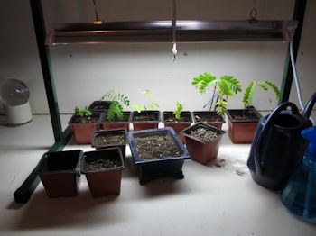 Bonsai under a grow light