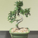 Chinese Elm