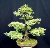 Chinese elm tree