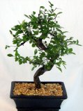 Chinese Elm