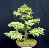 Chinese Elm