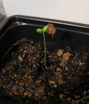 Chinese Elm Seedling