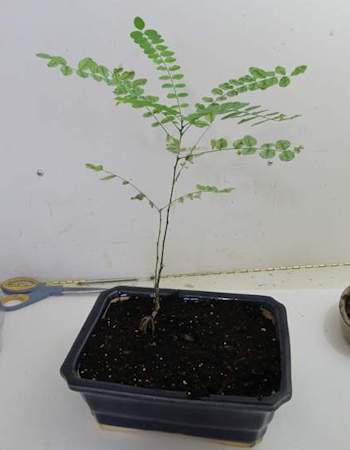 Three year old chinese elm