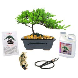 Bonsai starter