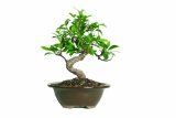 Ficus