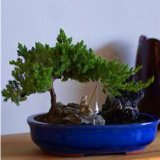 A bonsai figurine sitting under a tree 