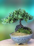 Juniper bonsai tree