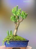 Indoor beginner bonsai