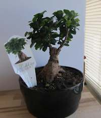 Ice Cube Bonsai