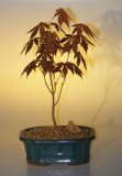 Japanese Red Maple