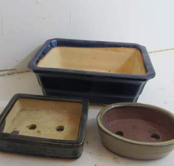 Large bonsai pots