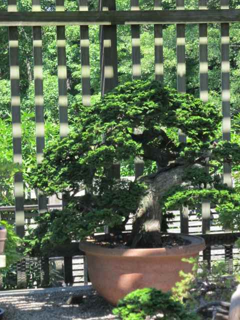 Chabo Hiba Bonsai