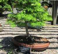A bonsai tree